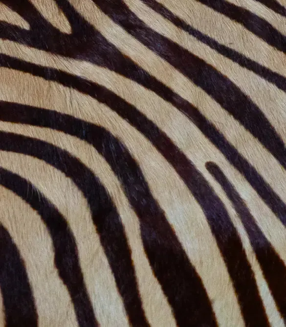 Hair-On Large Zebra Print Cowhide